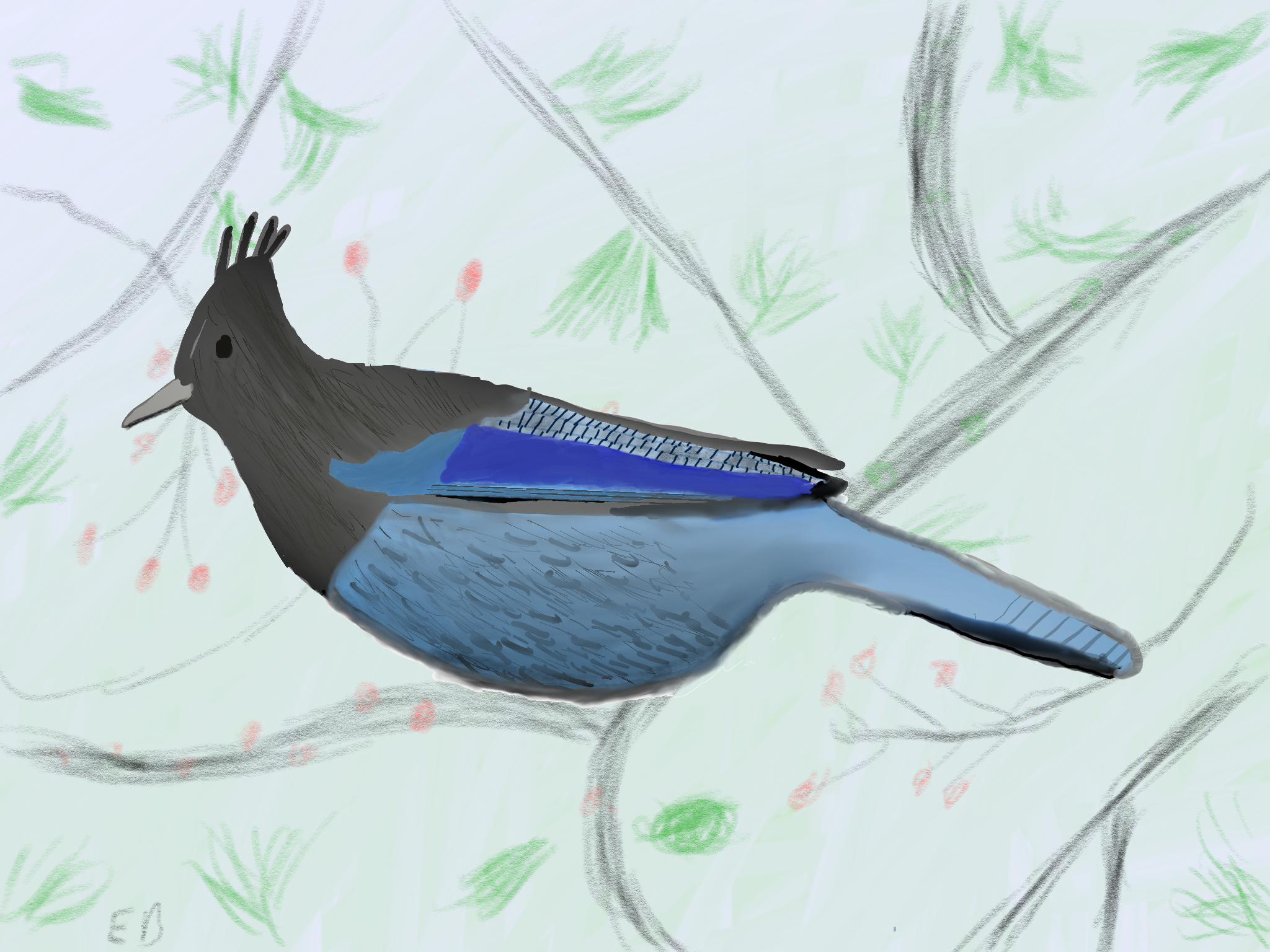 sketch of steller's jay